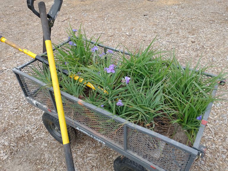 garden cart full of Blue Flag Iris for transplant