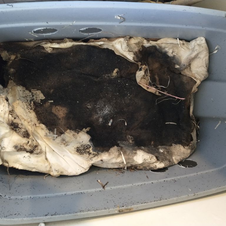 earthworm blanket eaten by earhtworms in earthworm bin