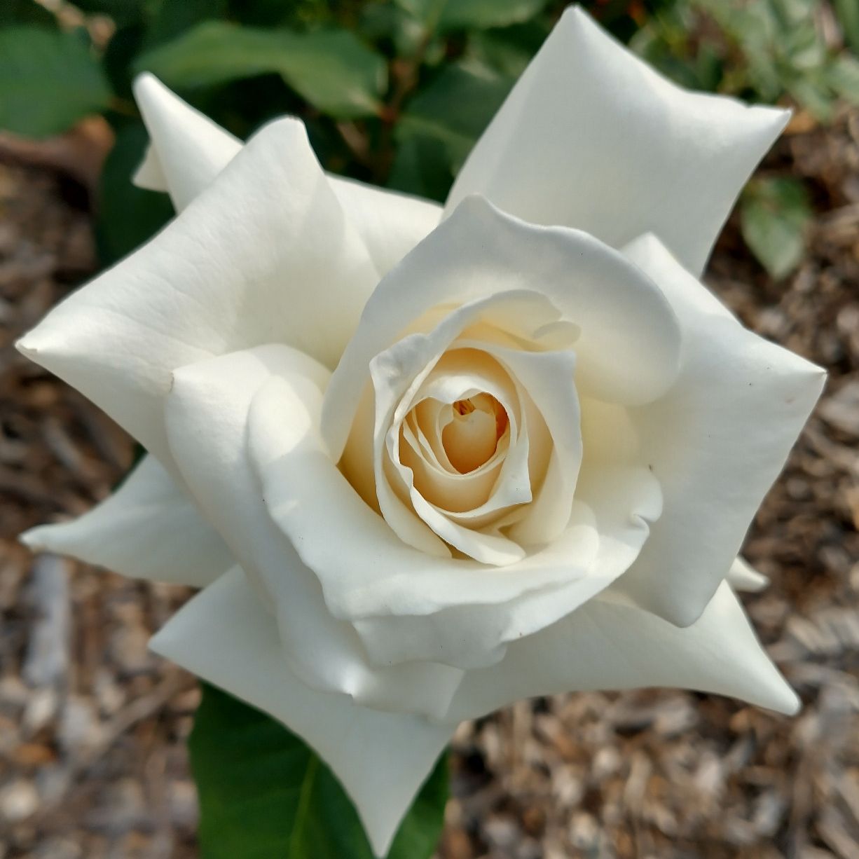white rose in full bloom