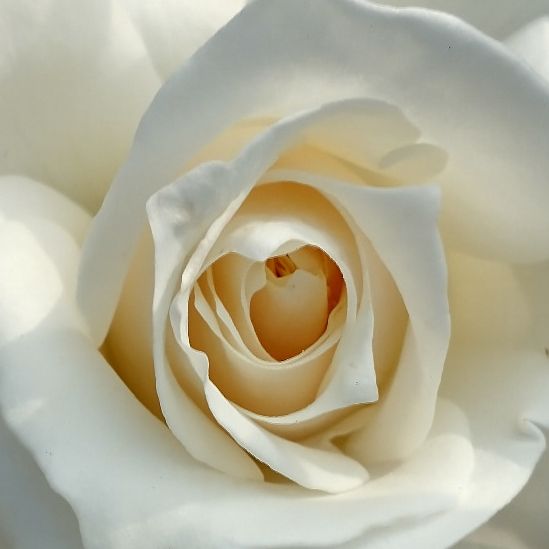 white rose in full bloom