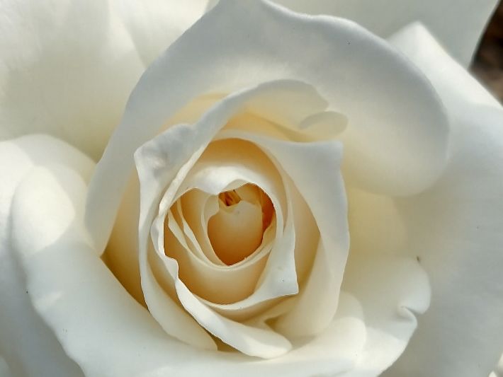 white rose. large white rose in full bloom. clos-up of rose center