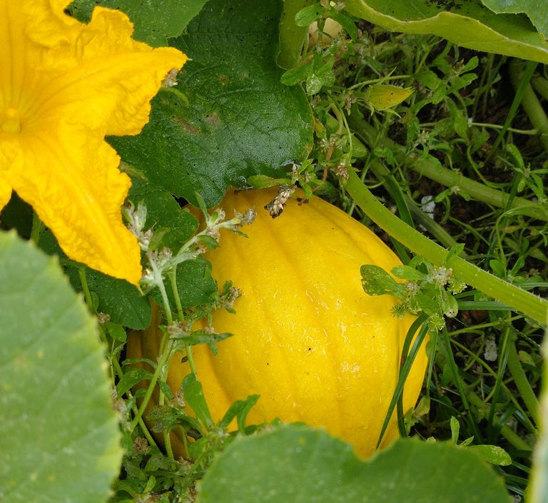 Seminole Pumpkin Squash on the vine