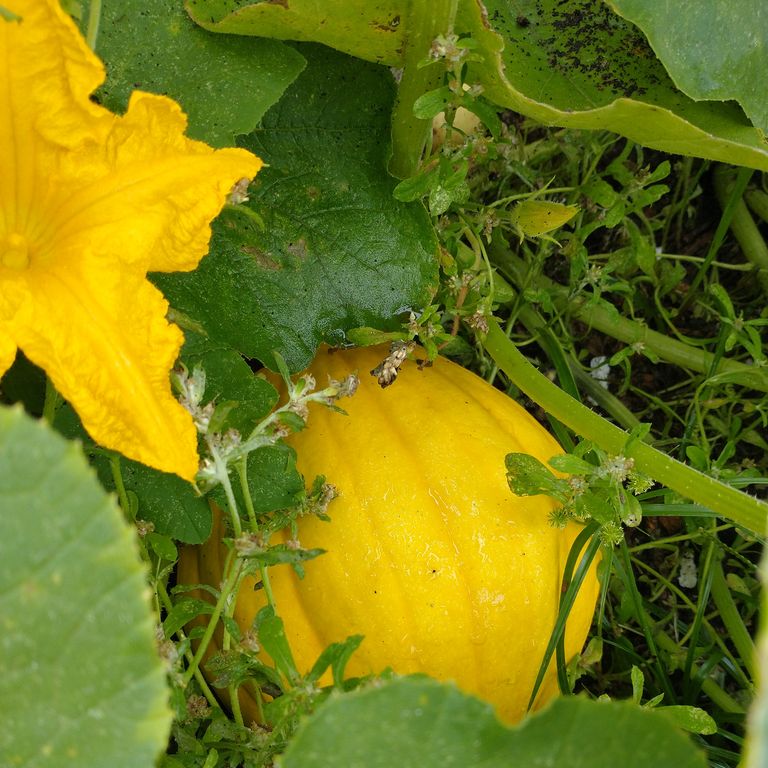 Seminole squash growing on vine