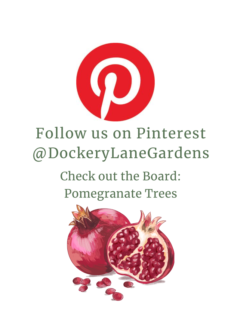 a flyer sharing pinterest account @dockerylanegardens. check out board: Pomegranate Trees. includes images of pineterest logo and whimsical pomegranate fruit.