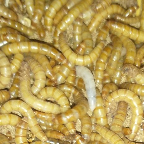 mealworms
