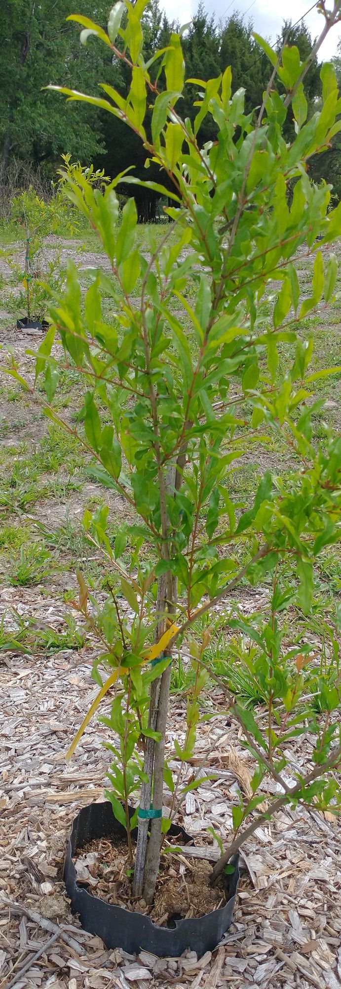 Salvatski Pomegrante tree. close-up of young pomegrante tree with hardwood mulch in background