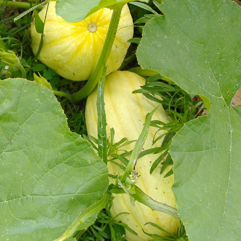 Spaghetti squash on the vine