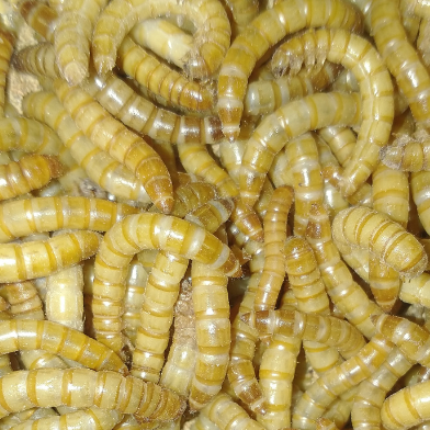pile of mealworm larvae