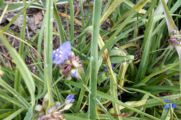 Southern Flag Iris with water droplets forming into frost