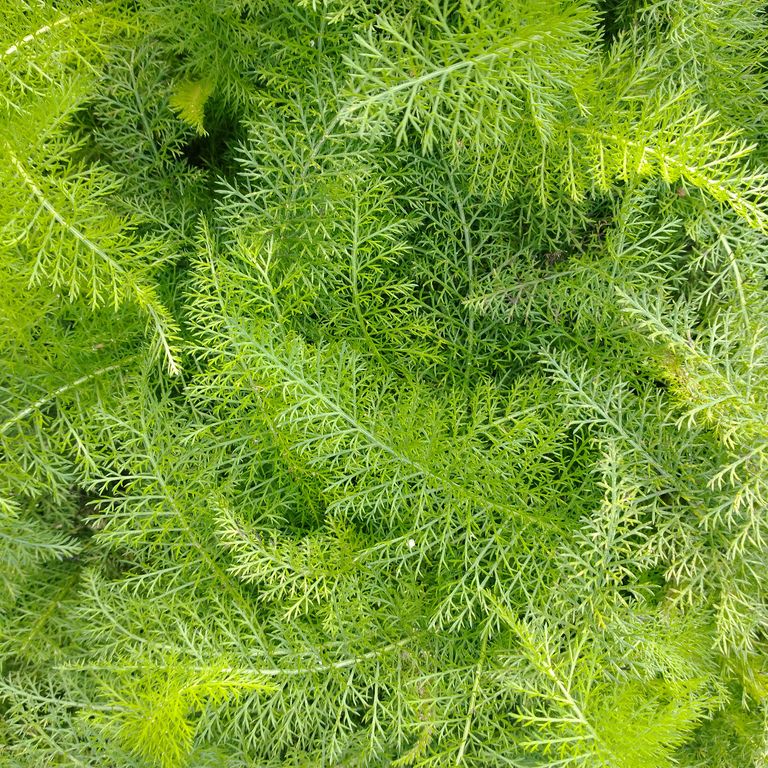 common yarrow leaves. up-close of new growth