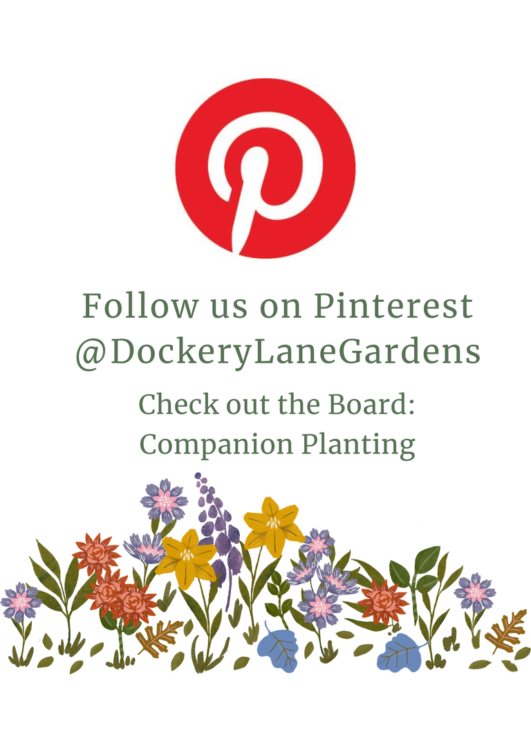 a flyer sharing pinterest account @dockerylanegardens. check out board: Companion Planting. includes images of pineterest logo and  whimsical row of flowers