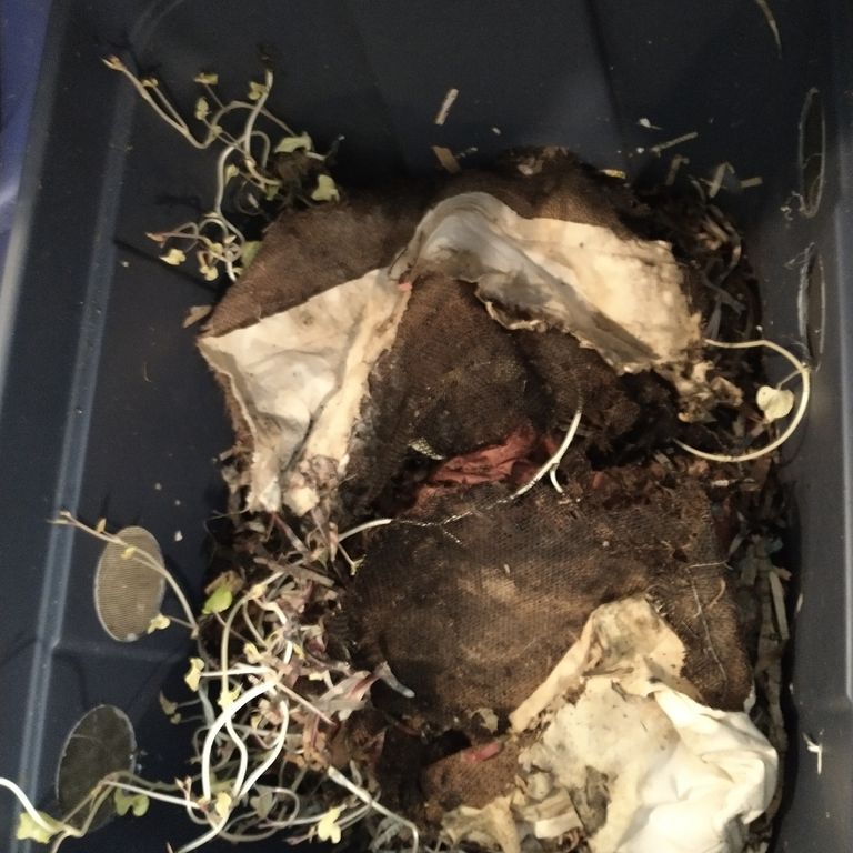 earthworm blanket remnants. eaten over last 6 months by earthworms