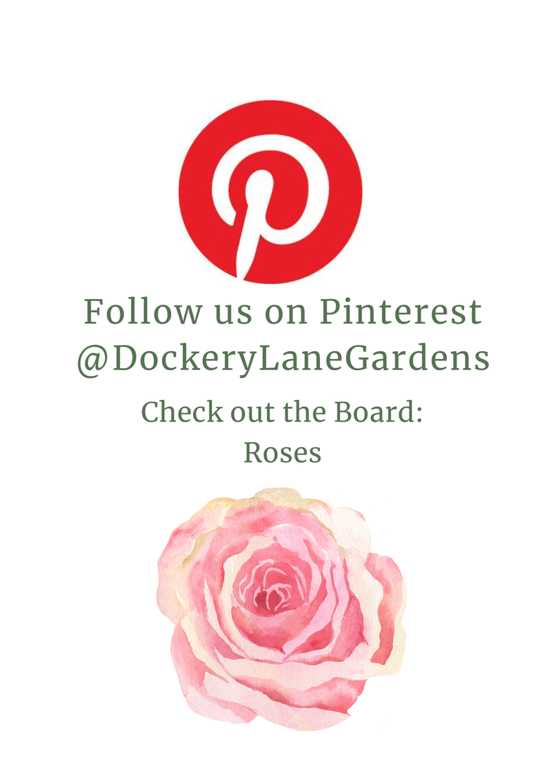 a flyer sharing pinterest account @dockerylanegardens. check out board: Roses.  includes images of pineterest logo and  whimsical rose flower