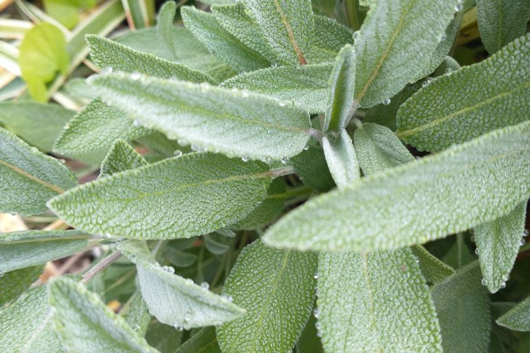 sage leaf with frost droplets forming