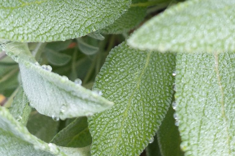 sage leaf close-up of frost forming