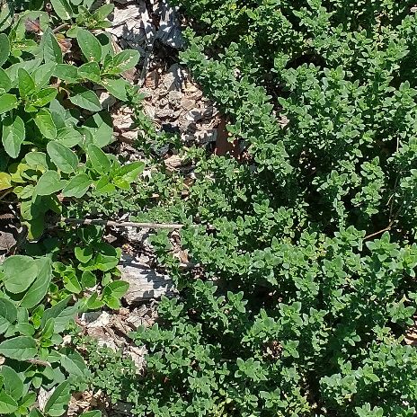 companion planting example - oregano and thyme plants intermingling