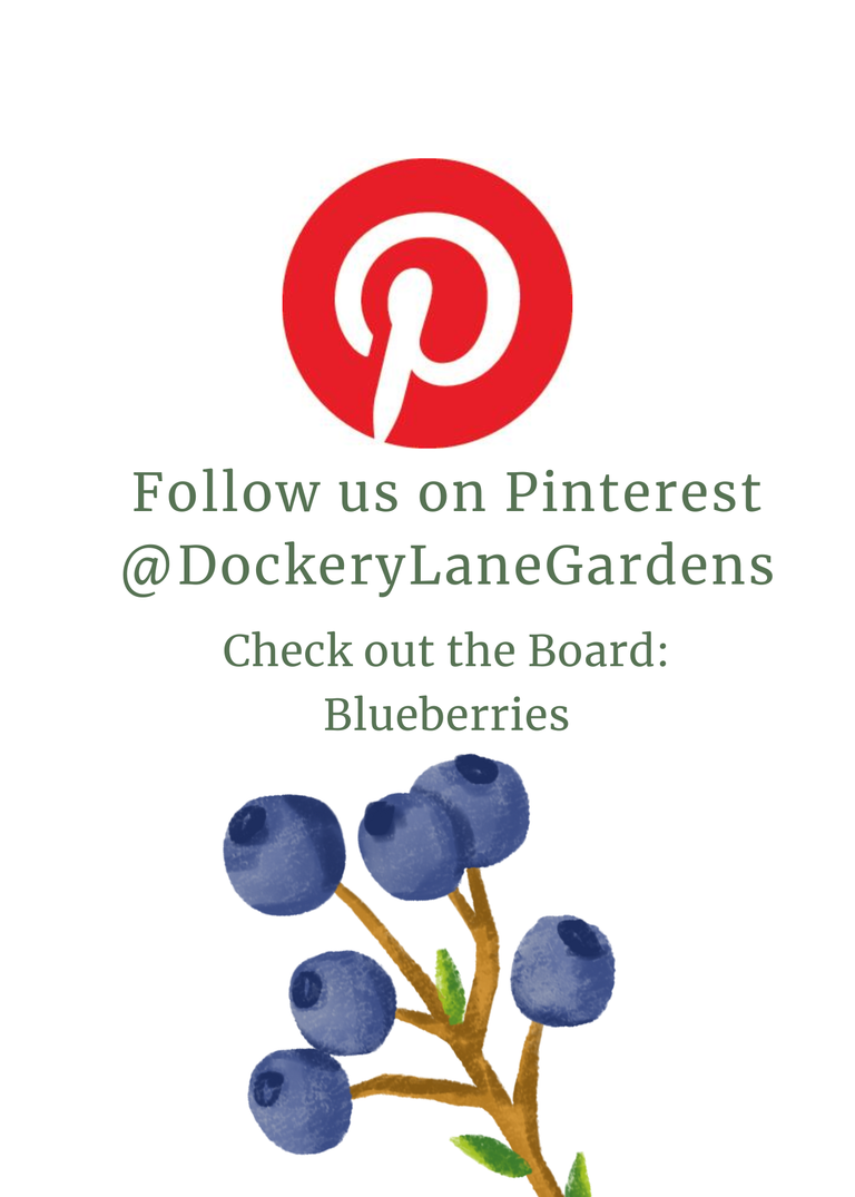 a flyer sharing pinterest account @dockerylanegardens. check out board: Blueberries. includes images of pineterest logo and  whimsical blueberry plant.
