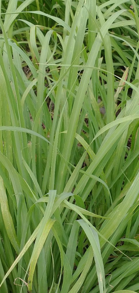 lemongrass leaves 