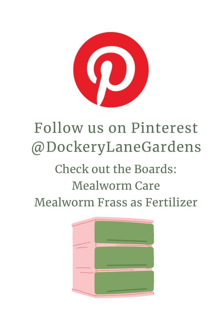 a flyer sharing pinterest account @dockerylanegardens. check out boards: Mealworm Care and Mealworm Frass as Fertilizer. includes images of pineterest logo and  whimsical 3-drawer beetle bin