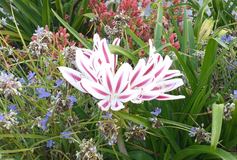 amarylis blooms in a garden of flowers