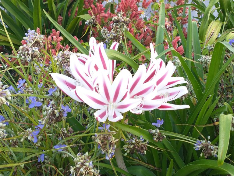 amarylis blooms in a garden of flowers