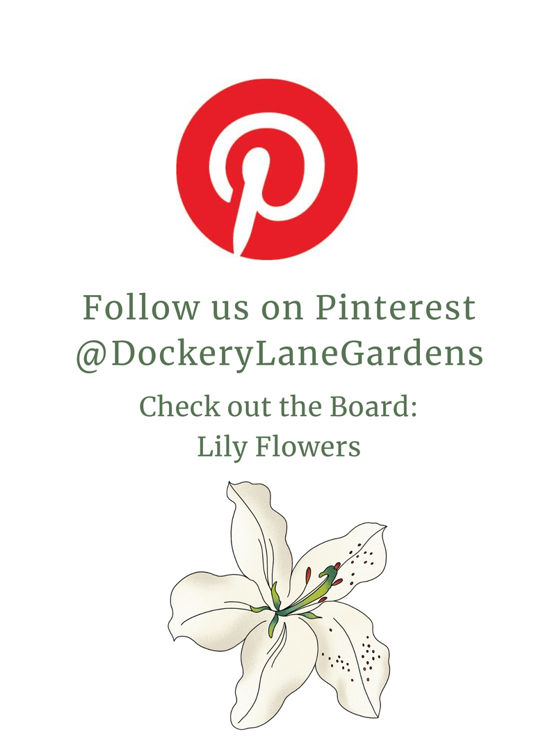 a flyer sharing pinterest account @dockerylanegardens. check out board: Lily Flower. includes images of pineterest logo and  whimsical lily flower