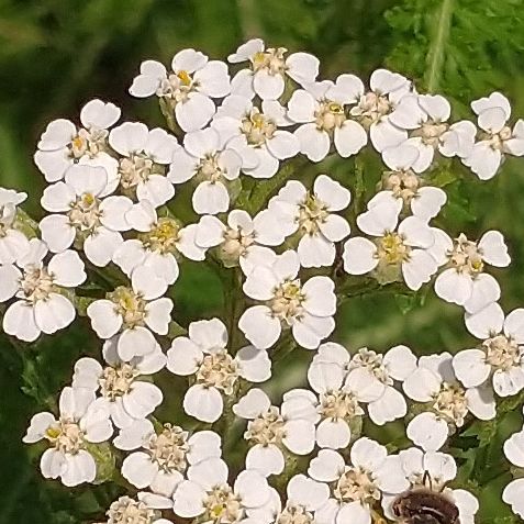Common Yarrow white flowers