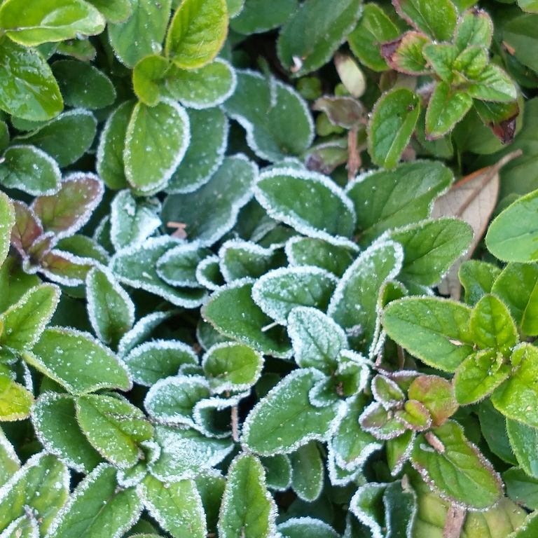 oregano plant. close-up of frost dusting the leaves